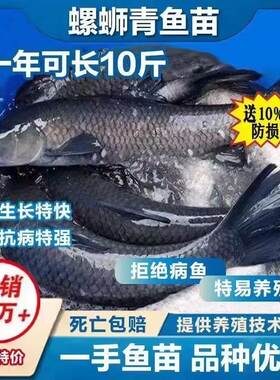 大青鱼苗特大号螺蛳青鱼半斤黑皖鱼苗淡水养殖草鱼苗20厘米包活