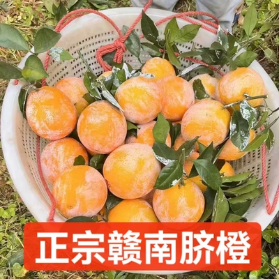 赣南崇义龙勾脐橙 当季水果 产地直发