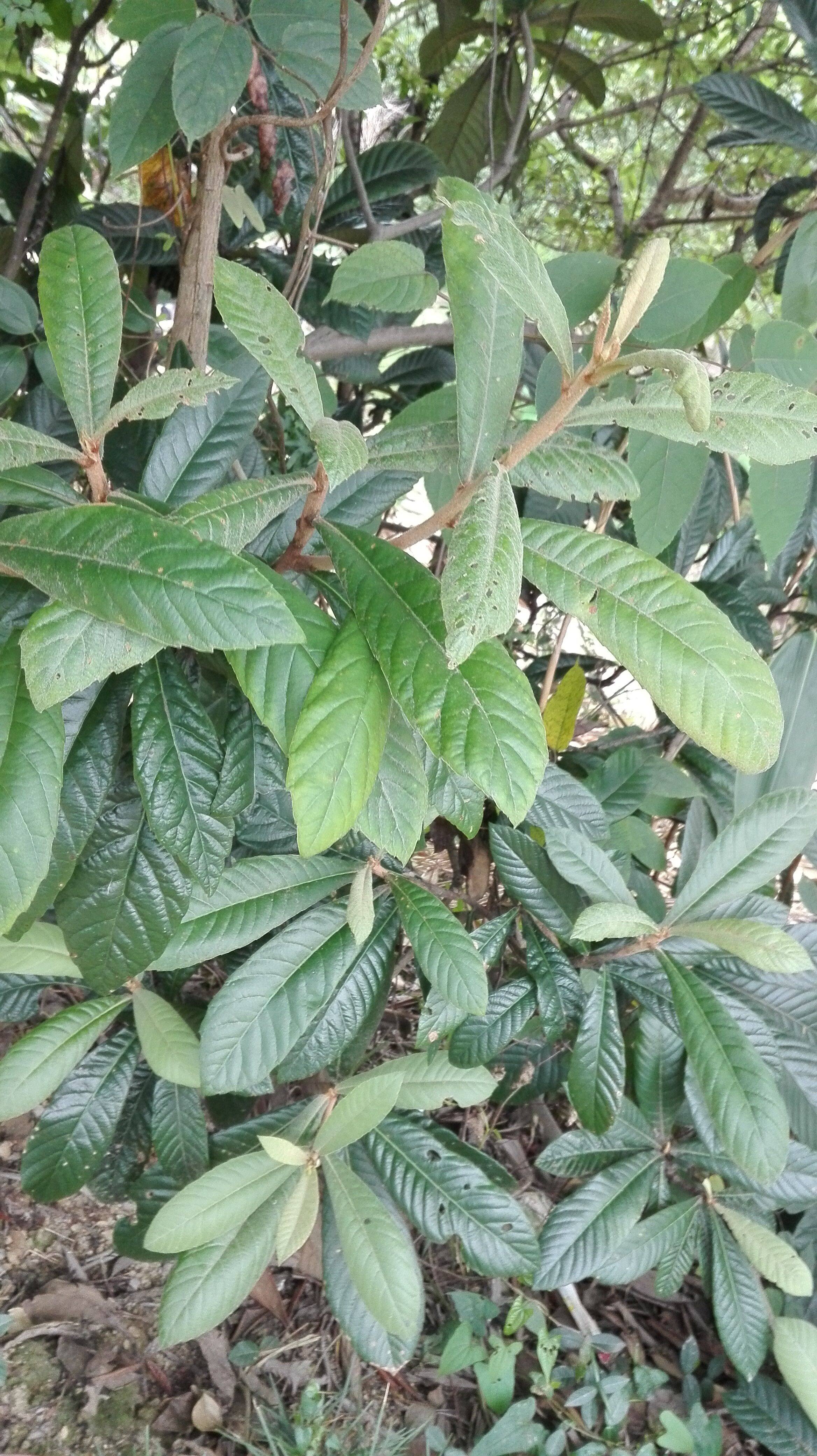 江西赣南新鲜野生枇杷叶琵琶