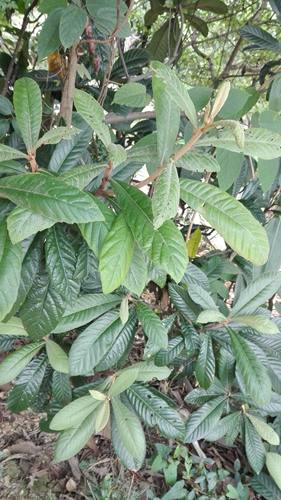 江西赣南新鲜野生枇杷叶琵琶