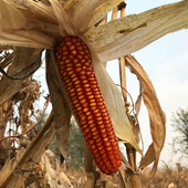 王小帮老品种小粒红鸡跳脚农家自产黄玉米粒自留食用干玉米粒2斤