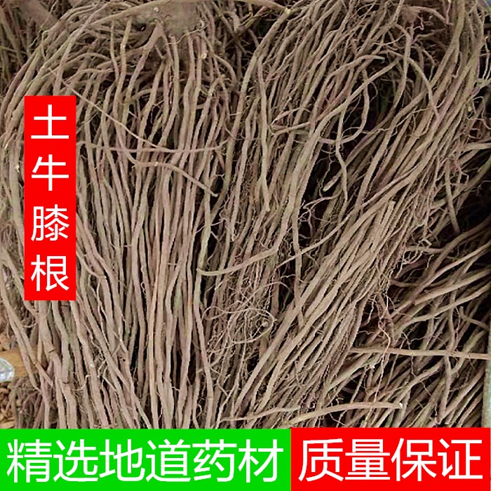 土牛膝根 六月雪根 大泽兰 多须公 土牛七中药材500克