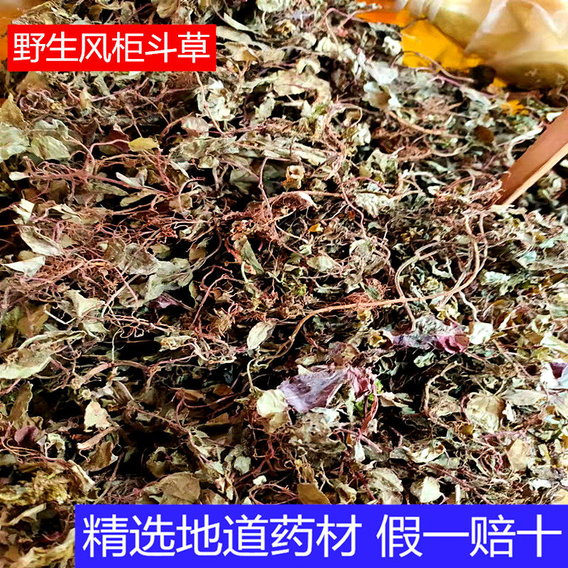 野生风柜斗草干品新货风鼓草风谷草楮头红500克广西地道药材包邮