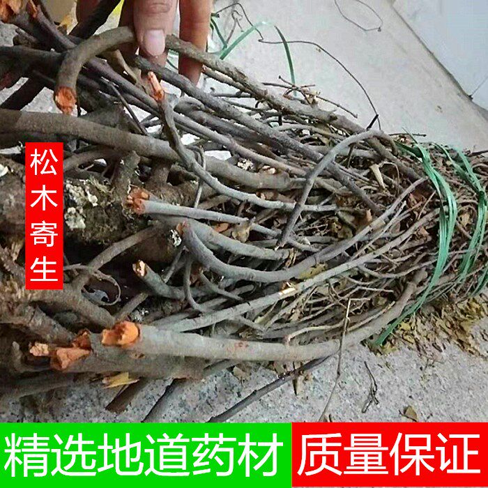 野生新货松木寄生 松柏寄生 松树寄生 松木寄生茶500克新货上市