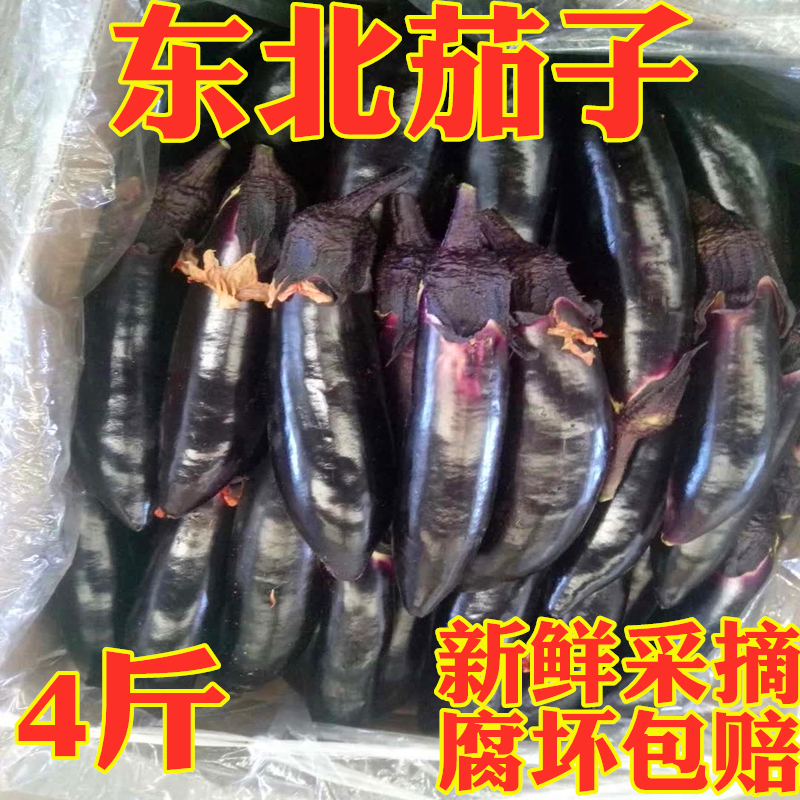 东北茄子黑裤紫把农家新鲜茄子