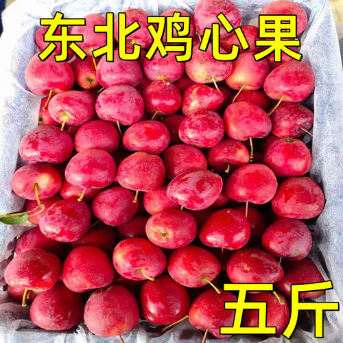 东北特产正宗锦绣包邮5斤鸡心果