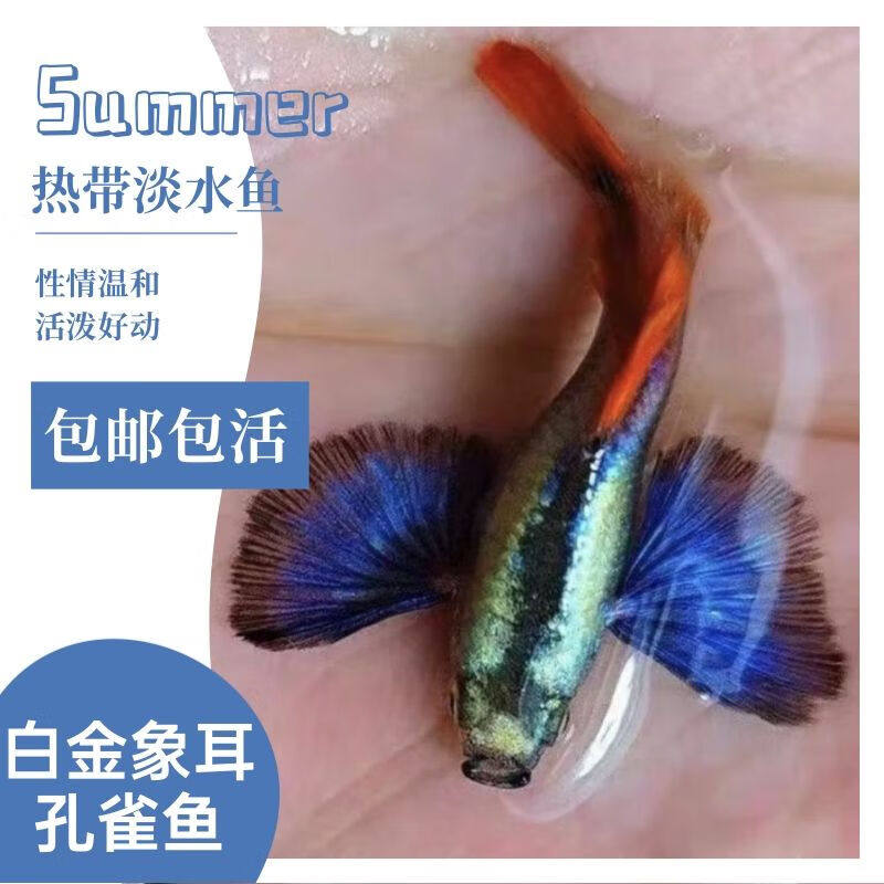 精品白金象耳孔雀鱼家养观赏鱼