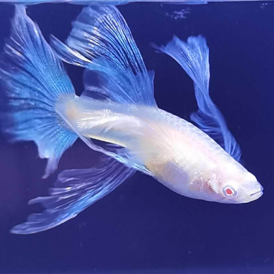 梓沫家-精品蓝白孔雀鱼精品天空蓝孔雀鱼-自家养殖精品孔雀鱼