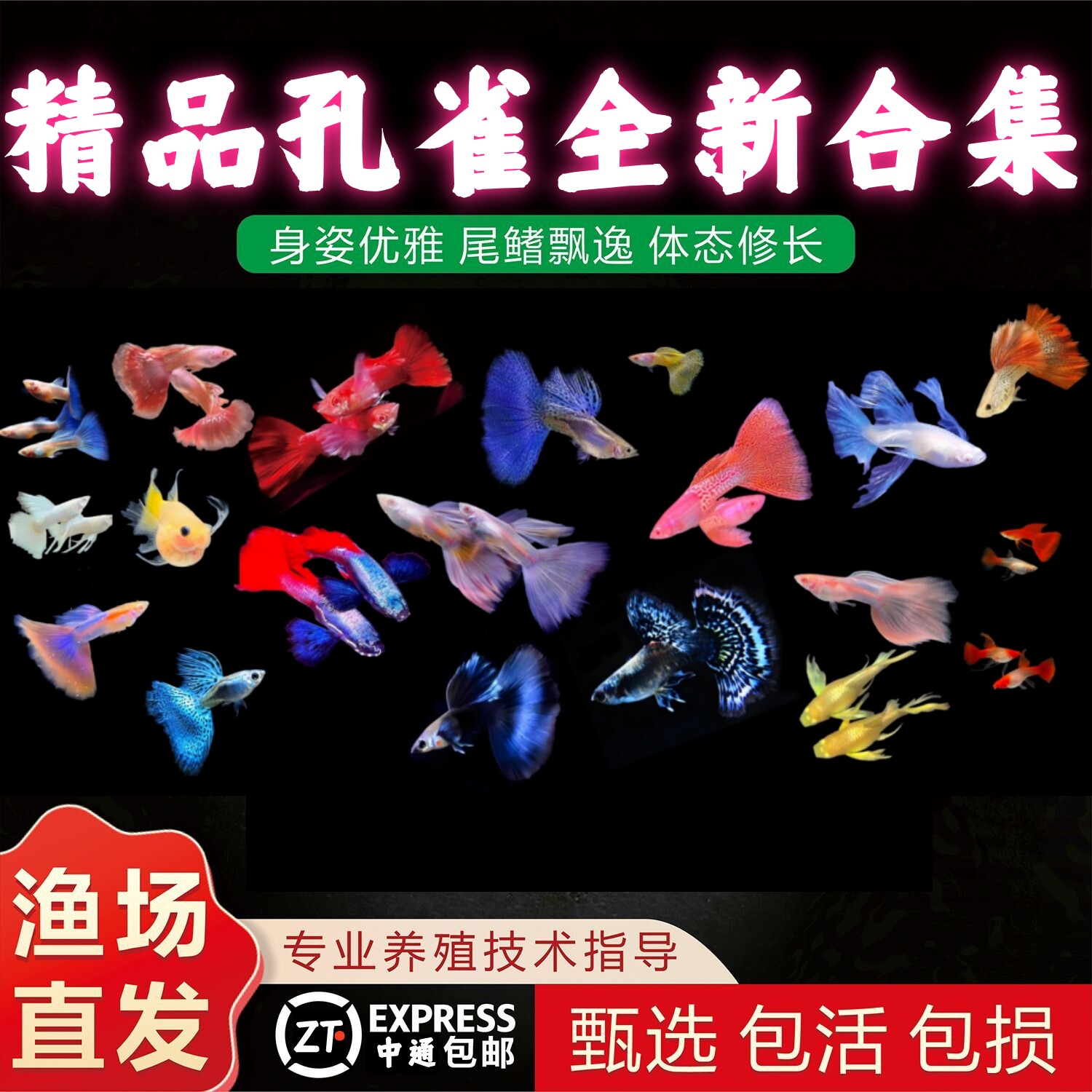 孔雀鱼活体热带观赏鱼好养耐活淡水鱼苗冷水小鱼凤尾招财小型活鱼