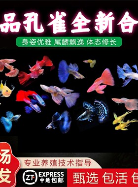 活体孔雀鱼好养耐活热带淡水