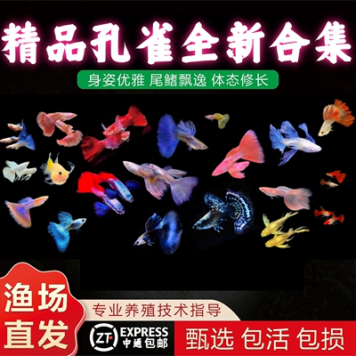 活体孔雀鱼好养耐活热带淡水