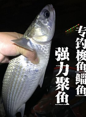 天霸钓鱼梭鱼小药鲻鱼乌头鱼春冬钓鲫鱼海钓浓腥小药添加剂诱食剂