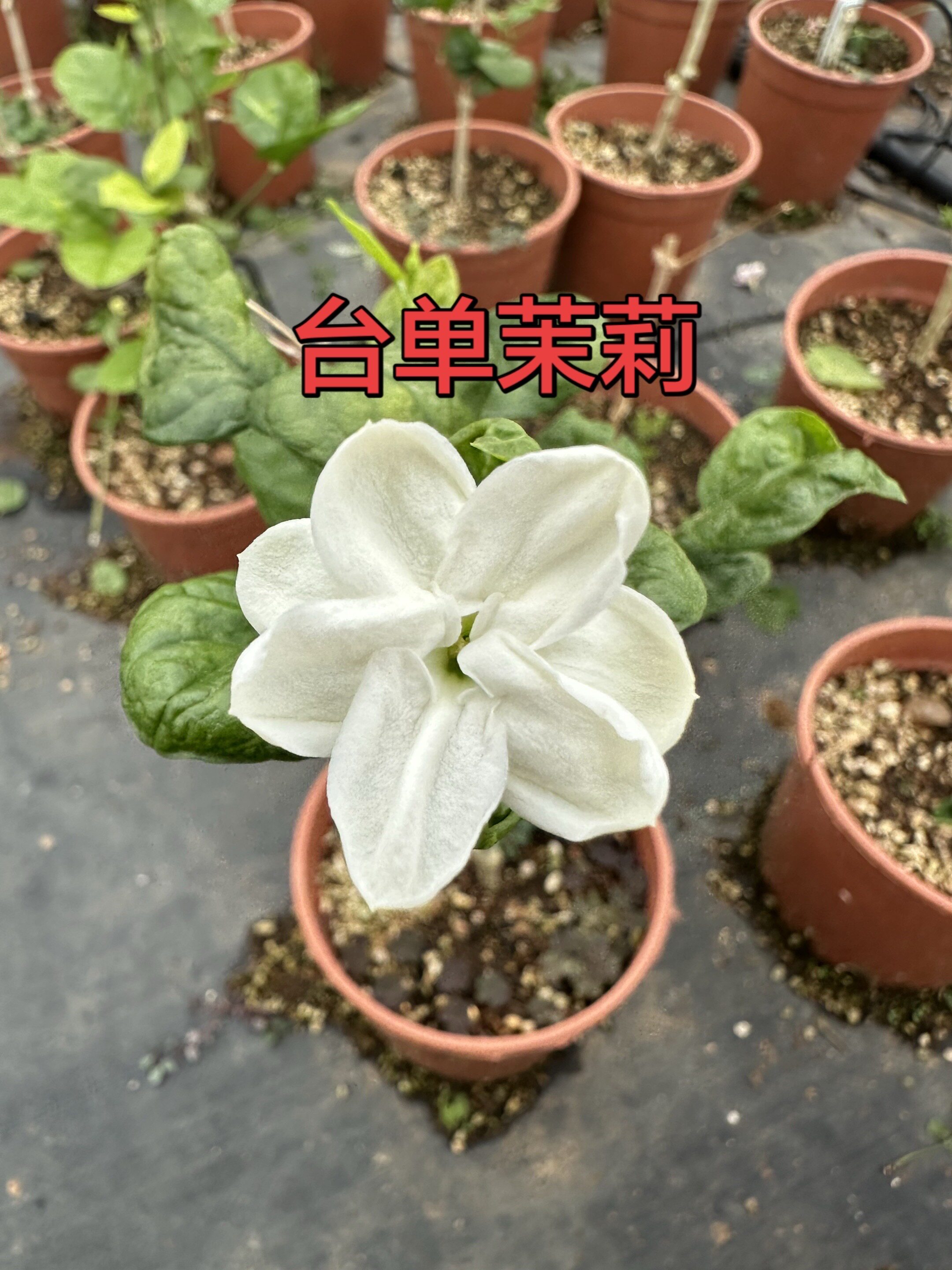 台单茉莉花浓香盆栽盆景阳台庭院