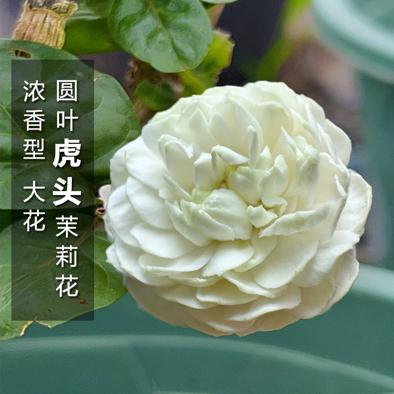 圆叶虎头超重瓣四季茉莉大花卉盆栽阳台庭院客厅浓香绿植夏季飘香