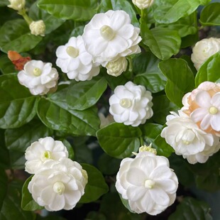 尖叶宝珠茉莉花苗盆栽植物独杆浓香多年生四季开花稀有品种好养护
