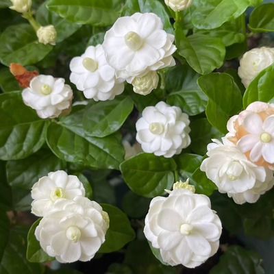 尖叶宝珠茉莉花苗盆栽植物独杆浓香多年生四季开花稀有品种好养护