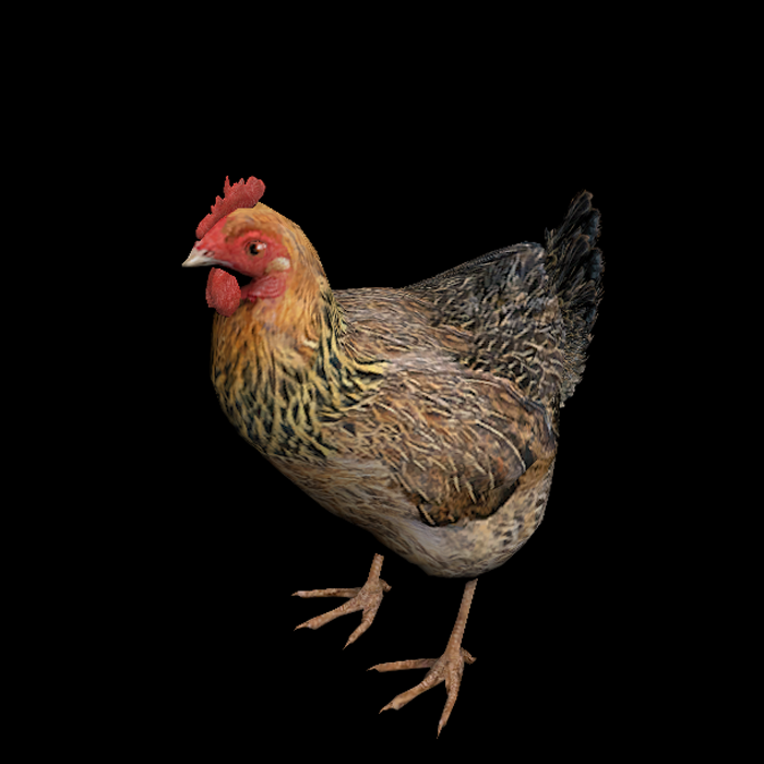 母鸡模型01200928三维图纸(3dmax格式)