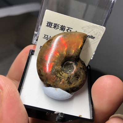 斑彩菊石古生物化石地质科普标本