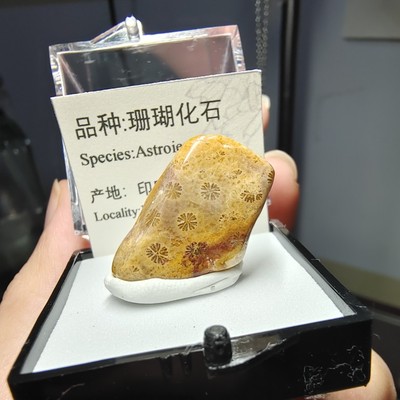 珊瑚化石吊坠牌子玉化古生物化石海洋生物标本地质科普教学标本