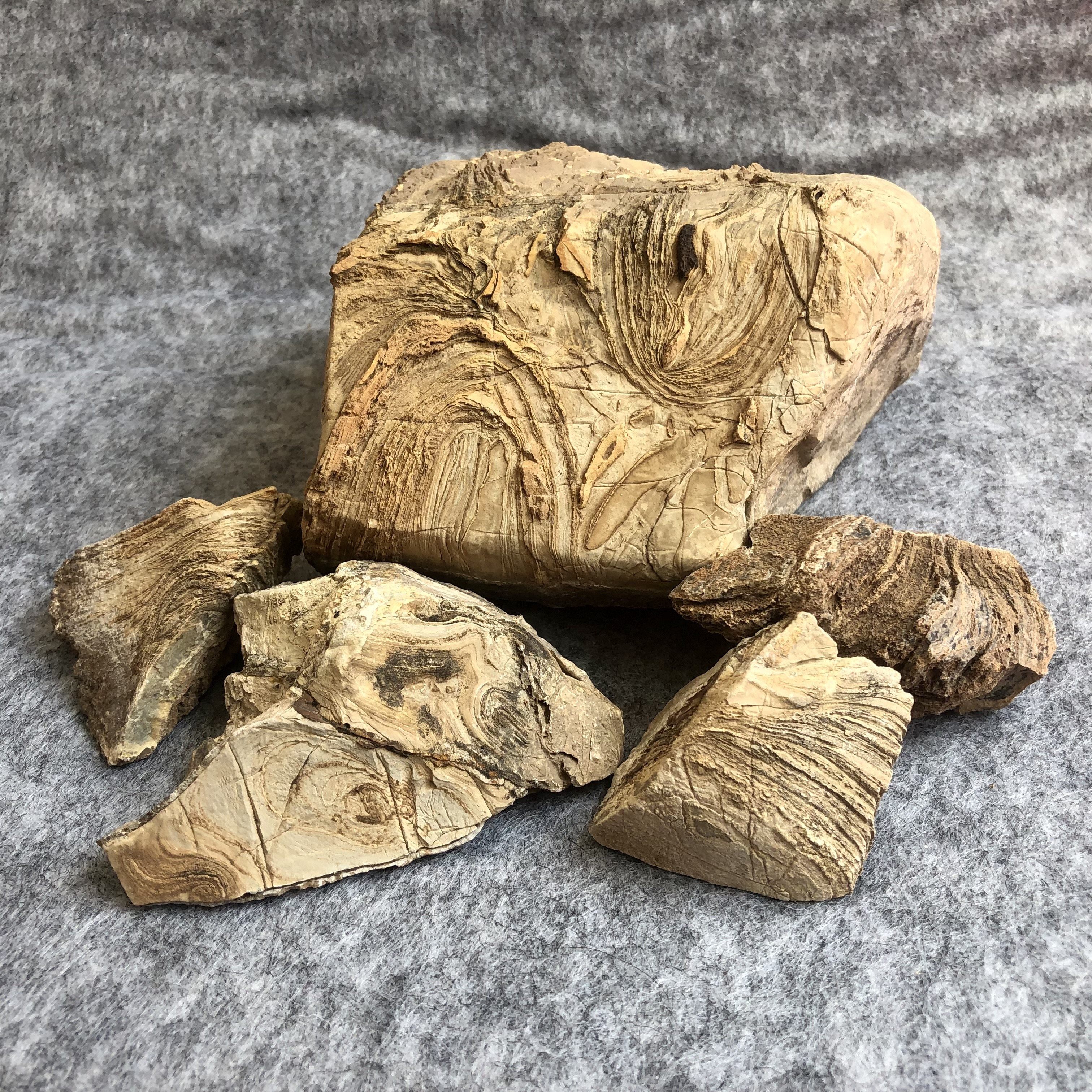 叠层石原石观赏石植物藻类化石原石儿童科普地质标本前寒武元古代