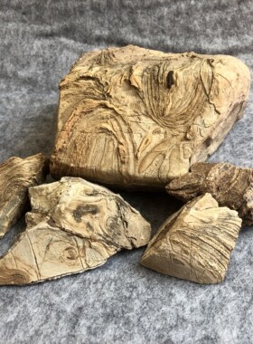 叠层石原石观赏石植物藻类化石原石儿童科普地质标本前寒武元古代