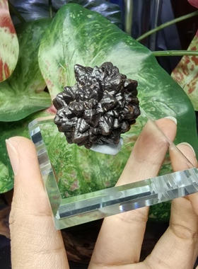 埃及黑金刚语言石褐铁矿结核天然矿物猫矿石能量石晶宝石地质科普