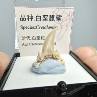 白垩鼠鲨旋齿鲨鱼牙天然古生物化石切肉标本礼品科普教学博物