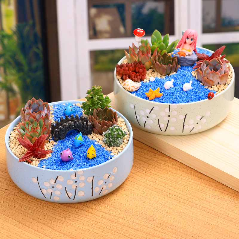 多肉植物组合盆栽套餐多肉DIY微景观社团公司活动材料包含盆土