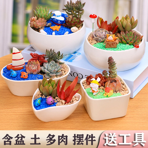 多肉植物组合室内盆栽含陶瓷盆带土套装DIY微景观材料包幼儿园