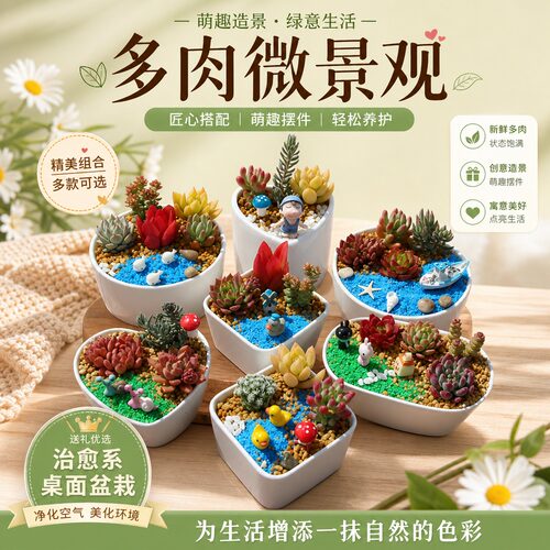 多肉植物陶瓷盆组合盆栽套餐含盆含土DIY微景观材料包幼儿园送礼
