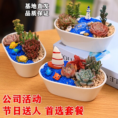 多肉花盆白瓷DIY微景观材料包多肉植物组合含盆土植物多肉小盆景