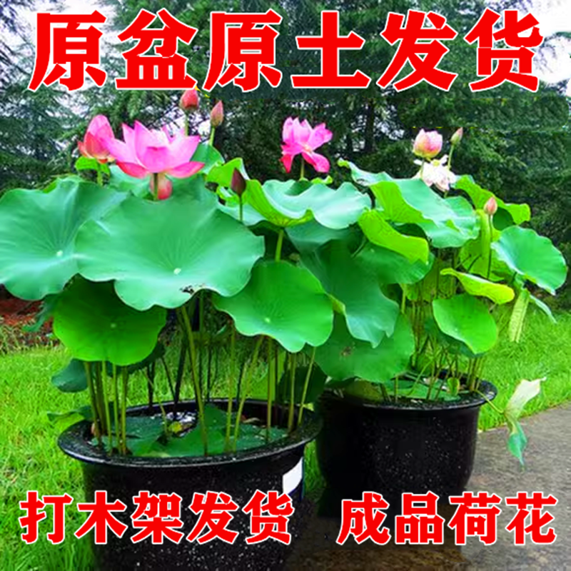 水生成品荷花苗带盆莲藕根苗水缸盆栽大型莲花藕观赏池塘育苗盘