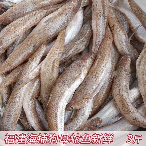 狗棍鱼新鲜九棍鱼小海鱼狗母蛇鱼