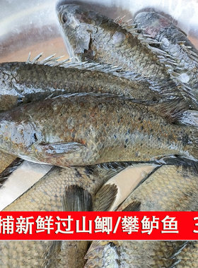 新鲜攀鲈鱼鲜活攀鲈过山鲫