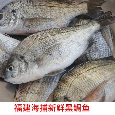 福建黑翅鱼鲜活速冻黑鲷鱼刺身新鲜海鱼黑脚立鱼鲜活捕捞黑鳍鲷