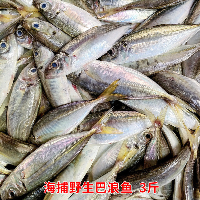 福建海捕水产鲜活速冻海鱼巴浪鱼新鲜刺巴鱼广东潮汕竹夹鱼做鱼饭