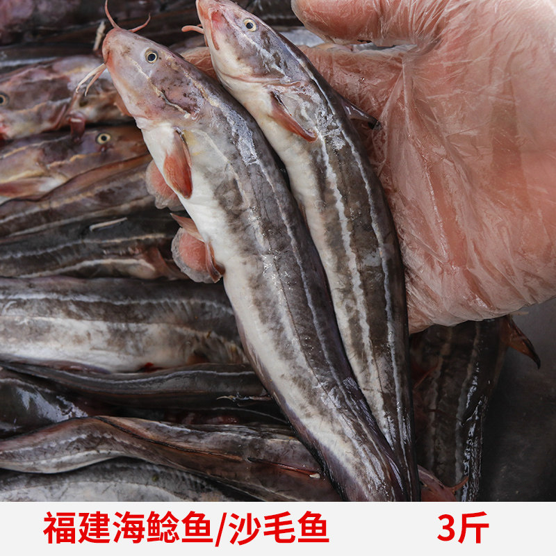 食用沙毛鱼新鲜流鱼八须线纹鳗鲶鱼三毛苏毛松毛鲲带鱼海里海土虱