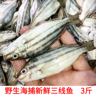 福建海捕三线鱼斑鱼新鲜鲜活海捕海鲜水产宝宝辅食月子鱼海鱼杂鱼