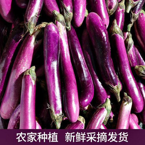 细长茄子小线茄子软糯滑小茄