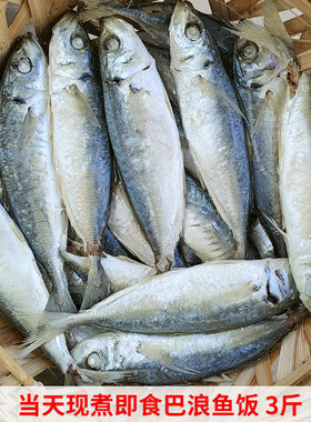 当天海捕现做潮汕打冷巴浪鱼饭福建闽南即食海鲜水产现煮熟鱼海鱼