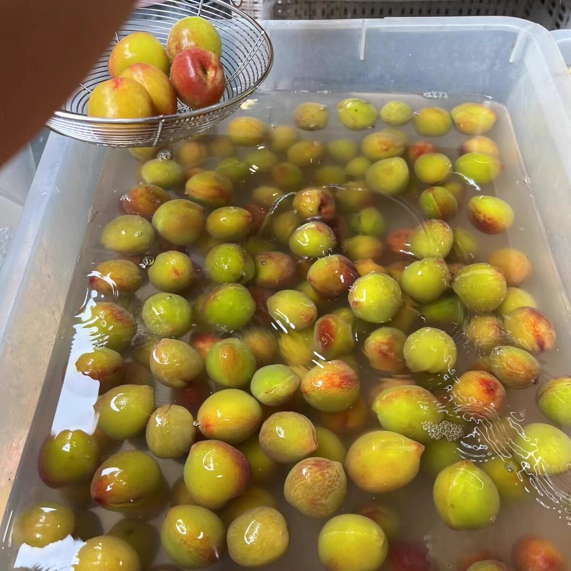 拖桃潮汕腌制水果新鲜腌制酸甜拖桃咸桃福建当季孕妇咸毛桃子摇桃
