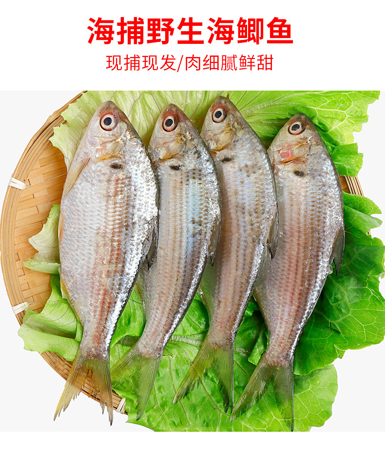 大海鲫鱼海鱼新鲜黄鲫子黄鲫鱼油炸黄尖鱼烤子鱼海鲜油扣鱼簿鲫鱼