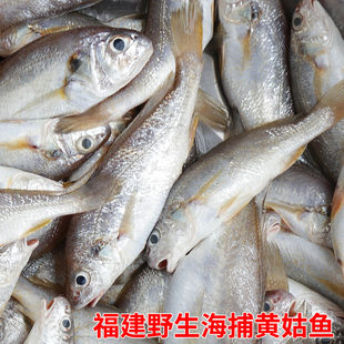 福建海捕小黄姑子鲜活速冻新鲜黄铜鱼罗鱼海鱼铜罗鱼花蜮鱼黄婆鸡