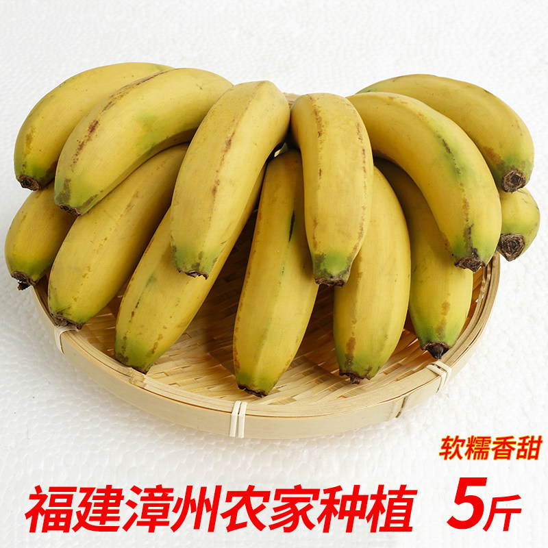 福建闽南漳州农家种植香甜粉糯老品种香蕉新鲜水果香焦非粉蕉芭蕉