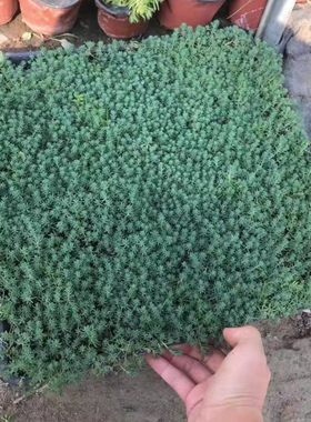 庭院草坪皮佛甲草中华景天过路黄