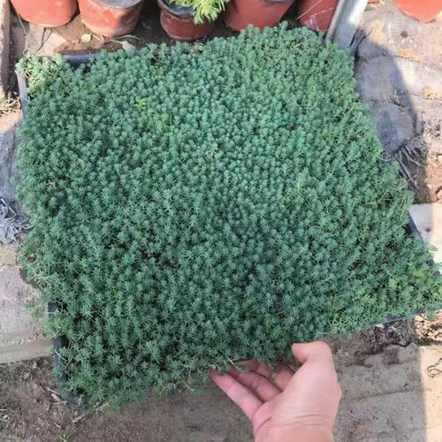 庭院草坪皮佛甲草中华景天过路黄