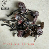 泡酒 野生竹灵芝 煮汤料 插花 50克 海南野生灵芝
