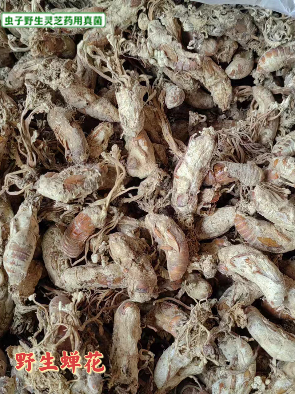 新货野生蝉花可泡酒煲汤材料野生金蝉花蝉茸蝉蛹草500克