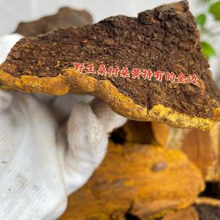 野生桑树桑黄 西藏桑树桑黄 老嫩都有 桑树桑黄 肿瘤正宗桑树桑黄