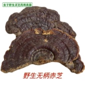 野生无柄赤芝海南灵芝海南无柄赤芝纯野生赤芝无柄灵芝中货可切片